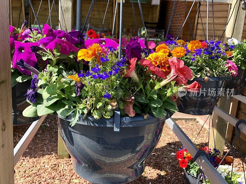 在花园中心的塑料吊篮上，可以看到夏季鲜花、一年生园艺床上植物、盛开的粉红色牵牛花、蓝色半边莲、橙色万寿菊/万寿菊、绿色塑料吊篮